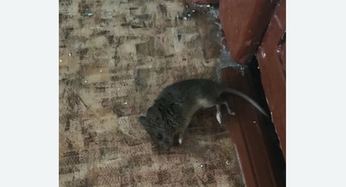 Дезинфекция от мышей в Ахтубинске