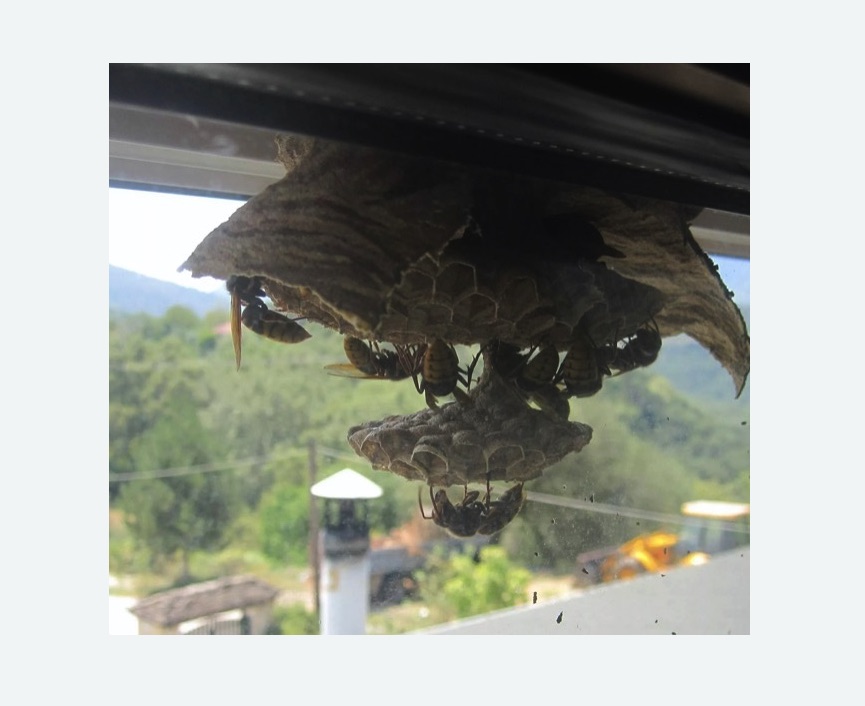 Уничтожение гнёзд шершней в Ахтубинске