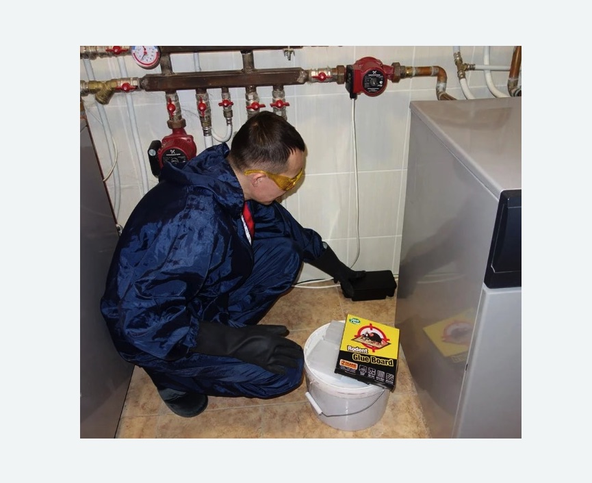 Уничтожение крыс в Ахтубинске