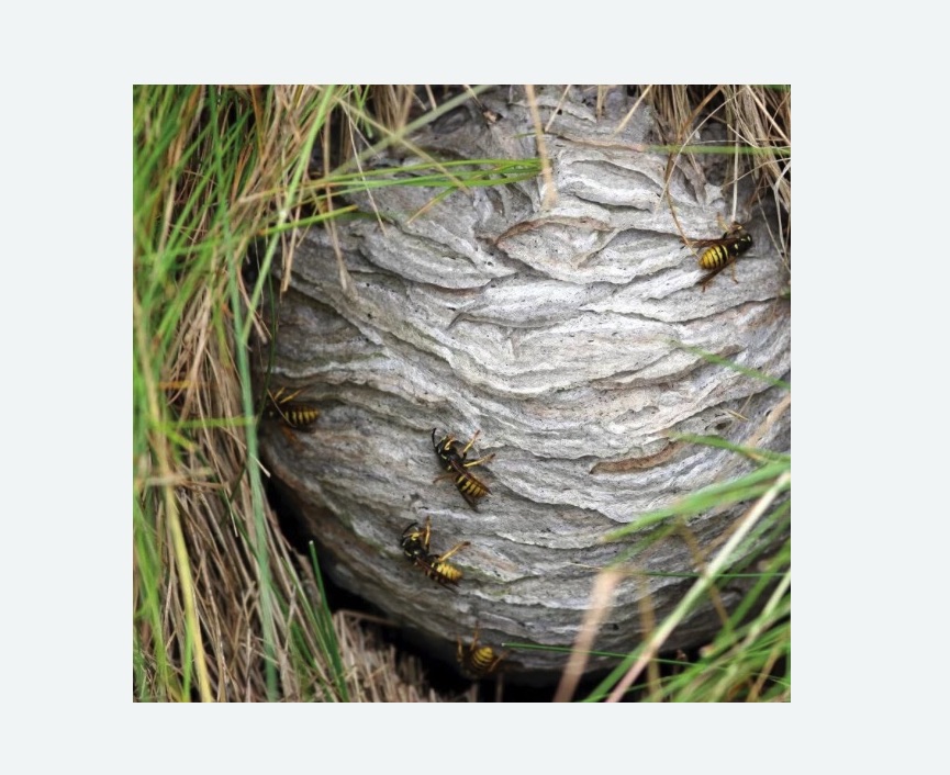 Уничтожение ос и ульев в Ахтубинске